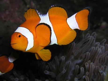 Amphiprion_ocellaris_(Clown_anemonefish)_Nemo