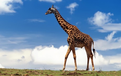 Giraffe_1680 x 1050 widescreen-118370